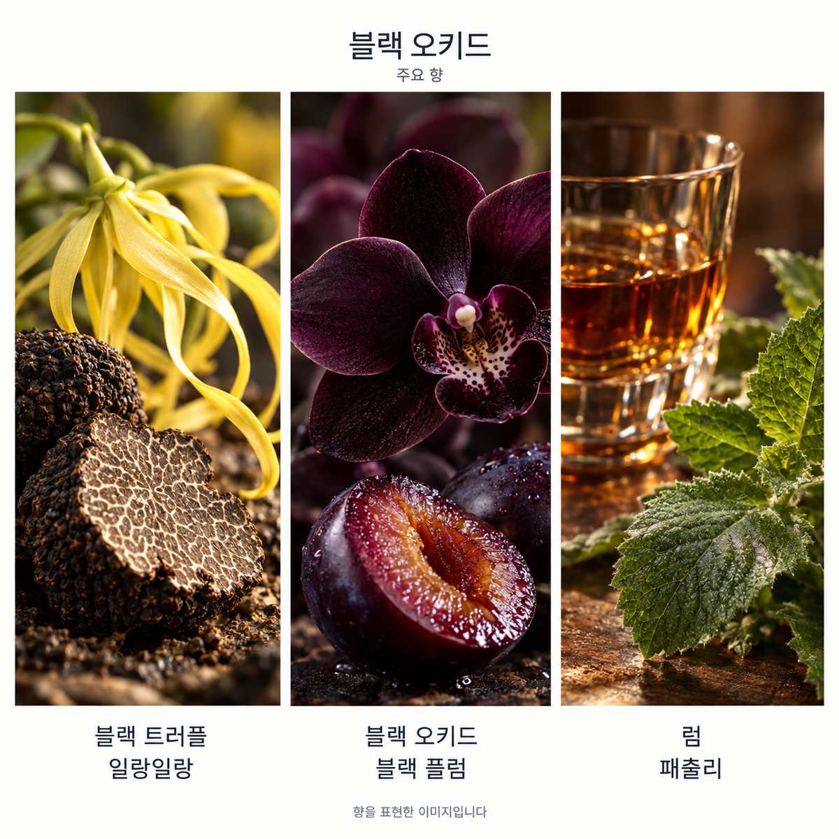 톰 포드 블랙 오키드 오 드 퍼퓸 주요 향: 블랙 트러플·일랑일랑·블랙 오키드·블랙 플럼·럼·패출리. 향을 표현한 이미지입니다.