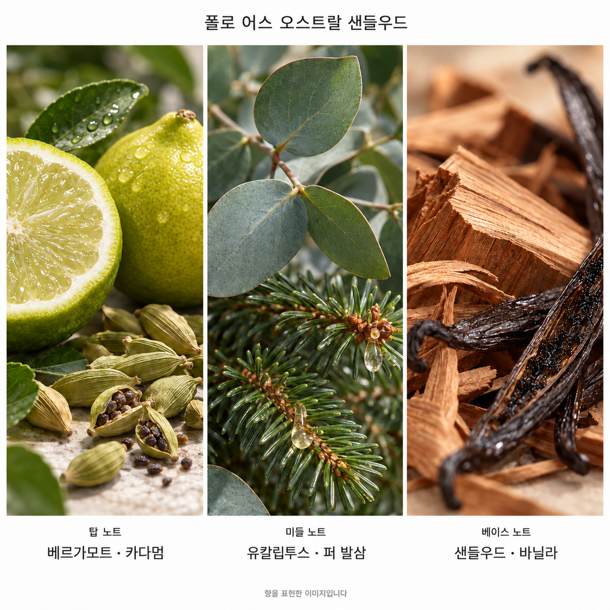 랄프 로렌 폴로 어스 오스트랄 샌들우드 오 드 퍼퓸 100ml 향기 노트: 탑 베르가모트·카다멈, 미들 유칼립투스·퍼 발삼, 베이스 샌들우드·바닐라. 향을 표현한 이미지입니다.