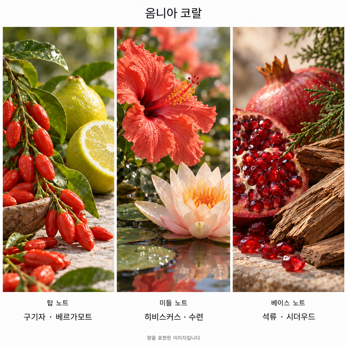 옴니아 코랄 향 노트: 탑 구기자 · 베르가모트, 미들 히비스커스 · 수련, 베이스 석류 · 시더우드. 향을 표현한 이미지입니다.