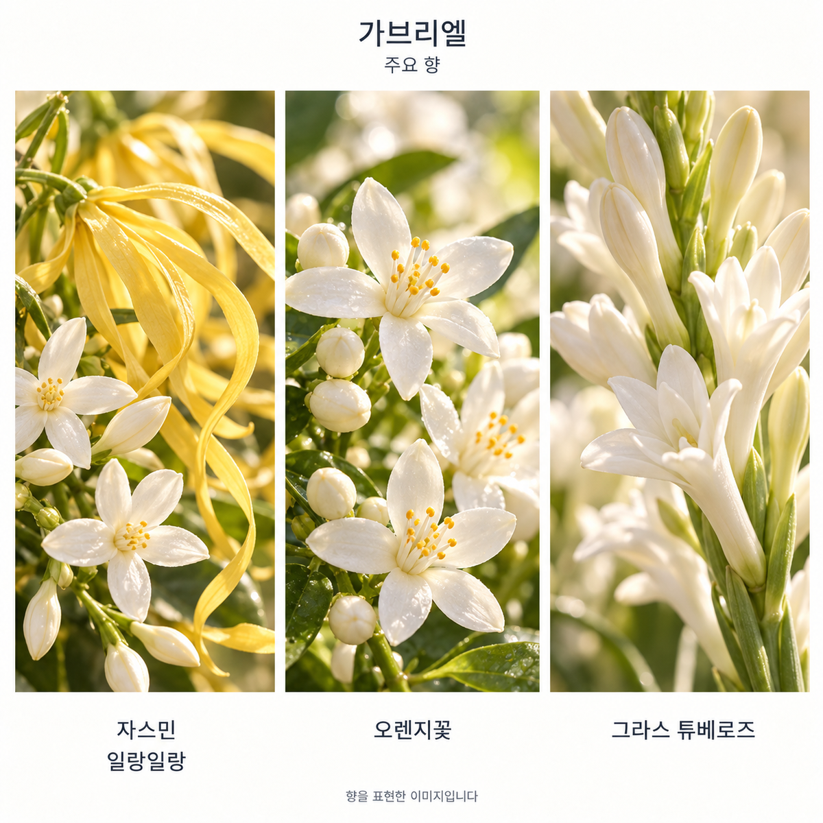 가브리엘 주요 향: 자스민·일랑일랑, 오렌지꽃, 그라스 튜베로즈. 향을 표현한 이미지입니다.