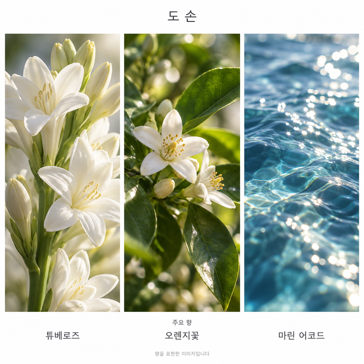 딥티크 도 손 오 드 뚜왈렛 주요 향: 튜베로즈·오렌지꽃·마린 어코드. 향을 표현한 이미지입니다.