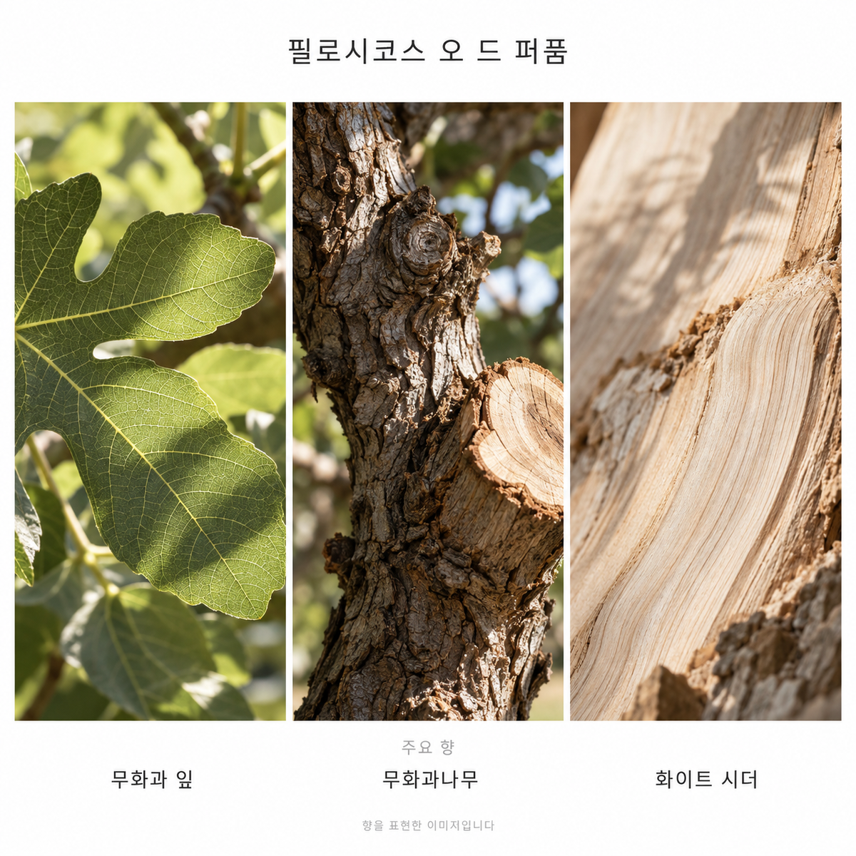 딥티크 필로시코스 오 드 퍼퓸 주요 향: 무화과 잎·무화과나무·화이트 시더. 향을 표현한 이미지입니다.