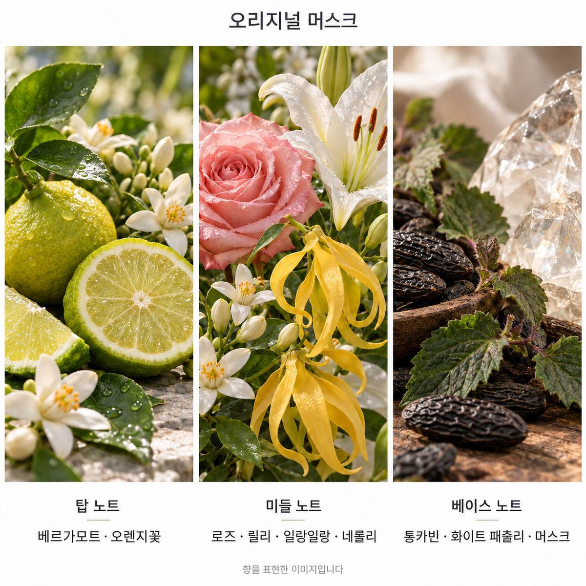 오리지널 머스크 향 노트: 탑 베르가모트·오렌지꽃, 미들 로즈·릴리·일랑일랑·네롤리, 베이스 통카빈·화이트 패출리·머스크. 향을 표현한 이미지입니다.