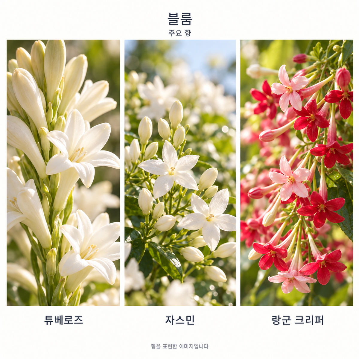 구찌 블룸 오 드 퍼퓸 주요 향: 튜베로즈·자스민·랑군 크리퍼. 향을 표현한 이미지입니다.
